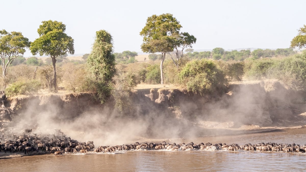 La sabana no tiene horario: crónica del triángulo Tarangire-Serengeti-Ngorongoro, donde la migración se mira sin reloj y el barro del Natron se pega al cuero