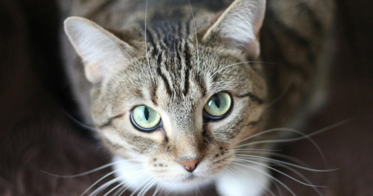 Un parásito que se pasea entre los gatos y que a veces también elige a las personas