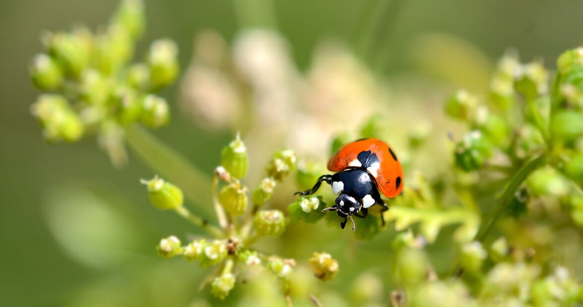 El botiquín verde del jardín: cómo armar preparados sencillos para frenar plagas sin química