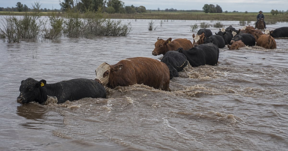 La crecida del Paraná en Corrientes golpea a la hacienda y recalienta el precio de la carne