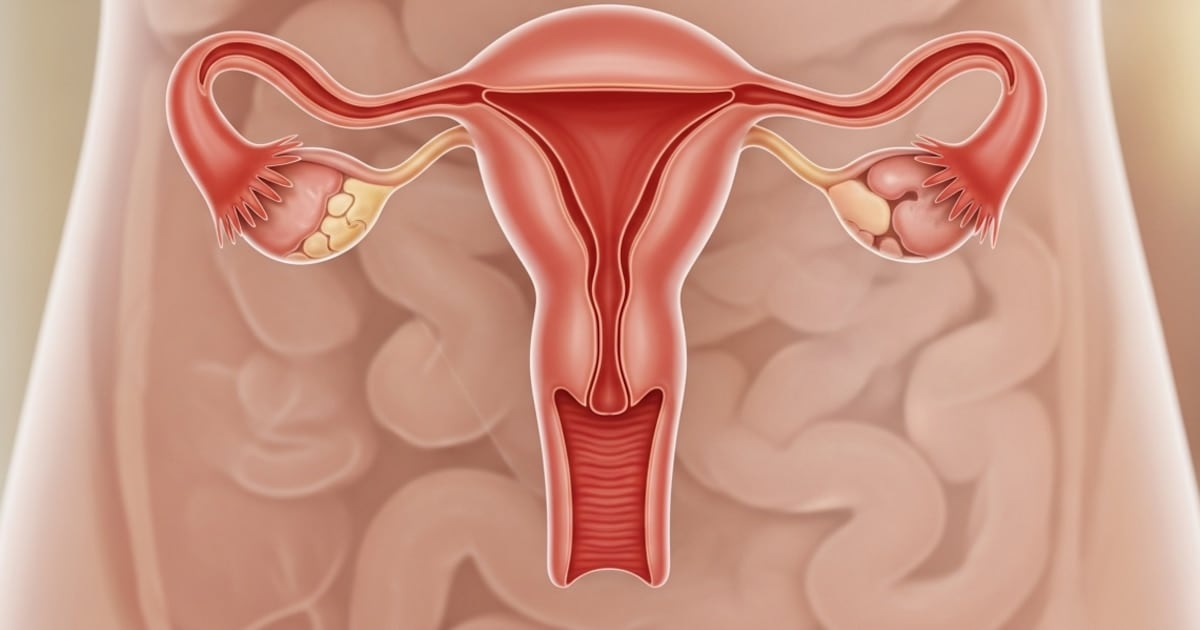 El ovario no se apaga: nuevas pruebas de que sigue trabajando décadas después de la menopausia